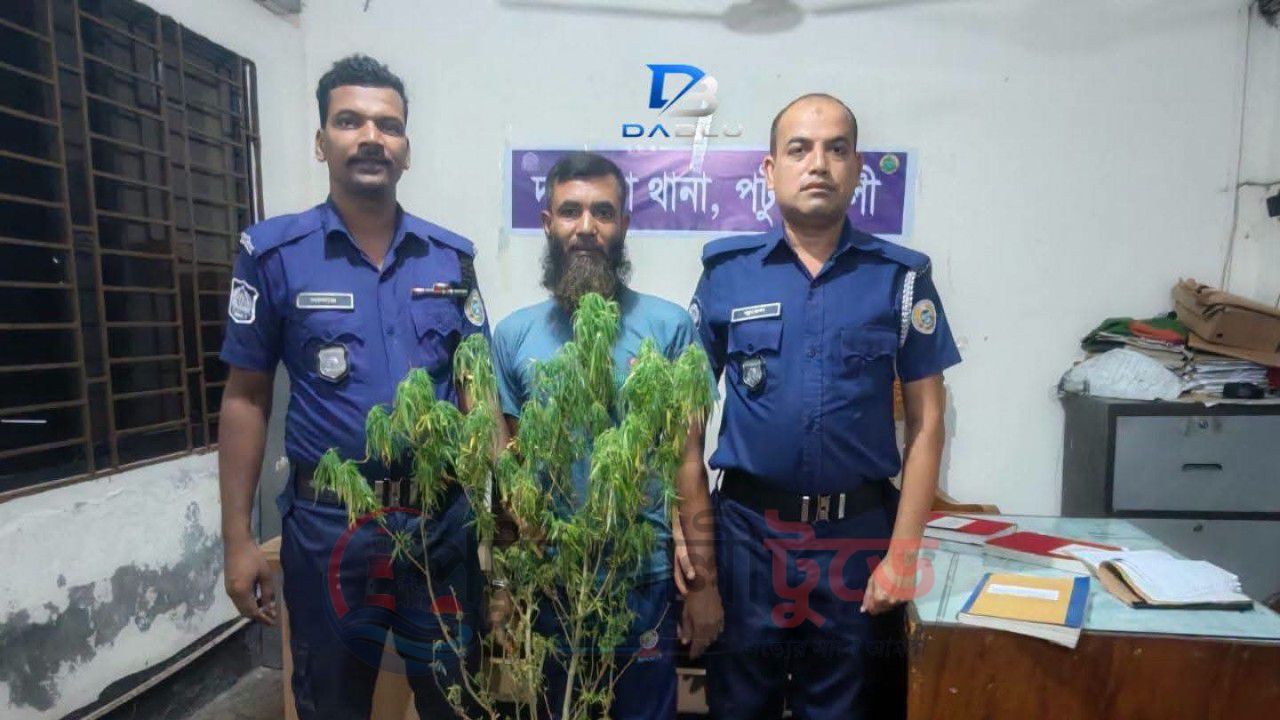 দশমিনায় গাঁজা গাছসহ গ্রে,প্তা,র ১