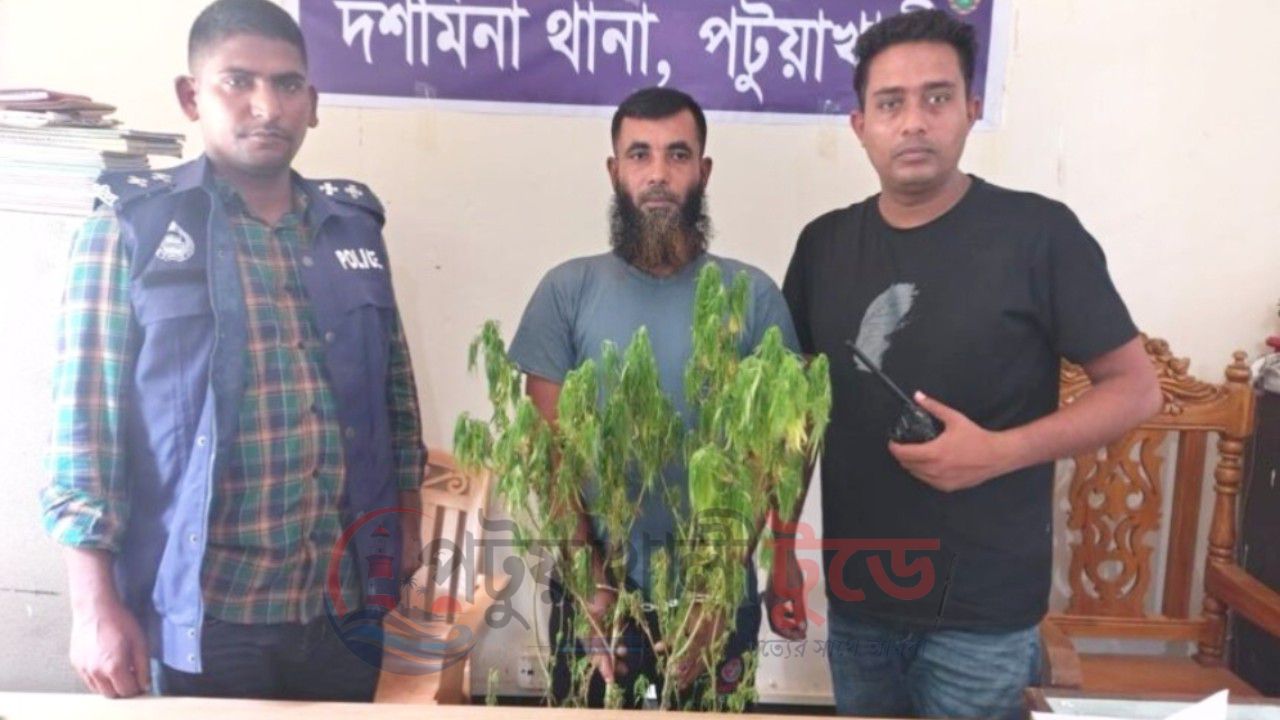 দশমিনায় বাড়ির আঙিনায় গাঁজার গাছ, যুবক গ্রেপ্তার