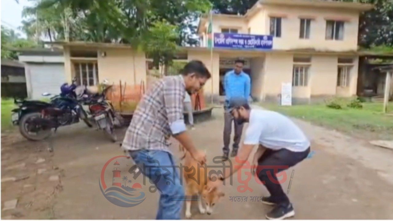 কলাপাড়ায় শতাধিক কুকুর-বিড়ালের বিনামূল্যে চিকিৎসা ও খাবার