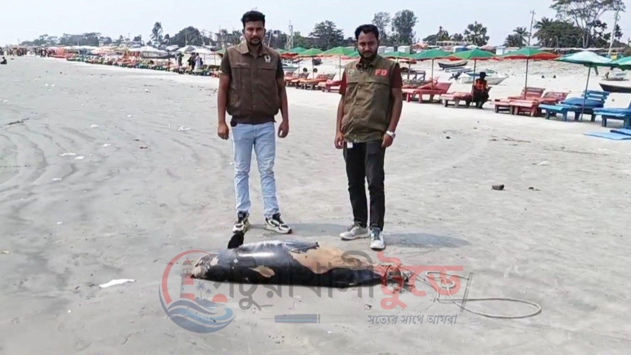 কুয়াকাটায় আবারও মৃত ডলফিন, শরীরে আঘাতের চিহ্ন