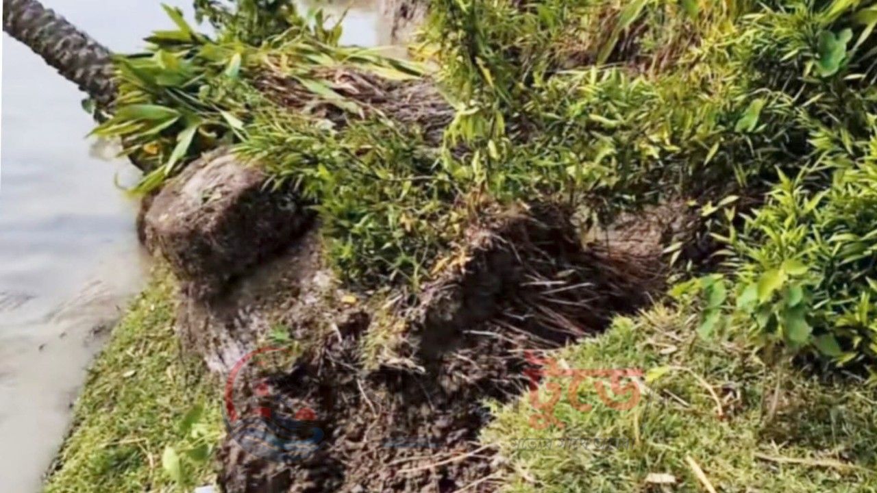 বাঁশবাড়িয়ায় তেঁতুলিয়া নদীর নতুন ভাঙন, আতঙ্কে নদীপাড়ের মানুষ
