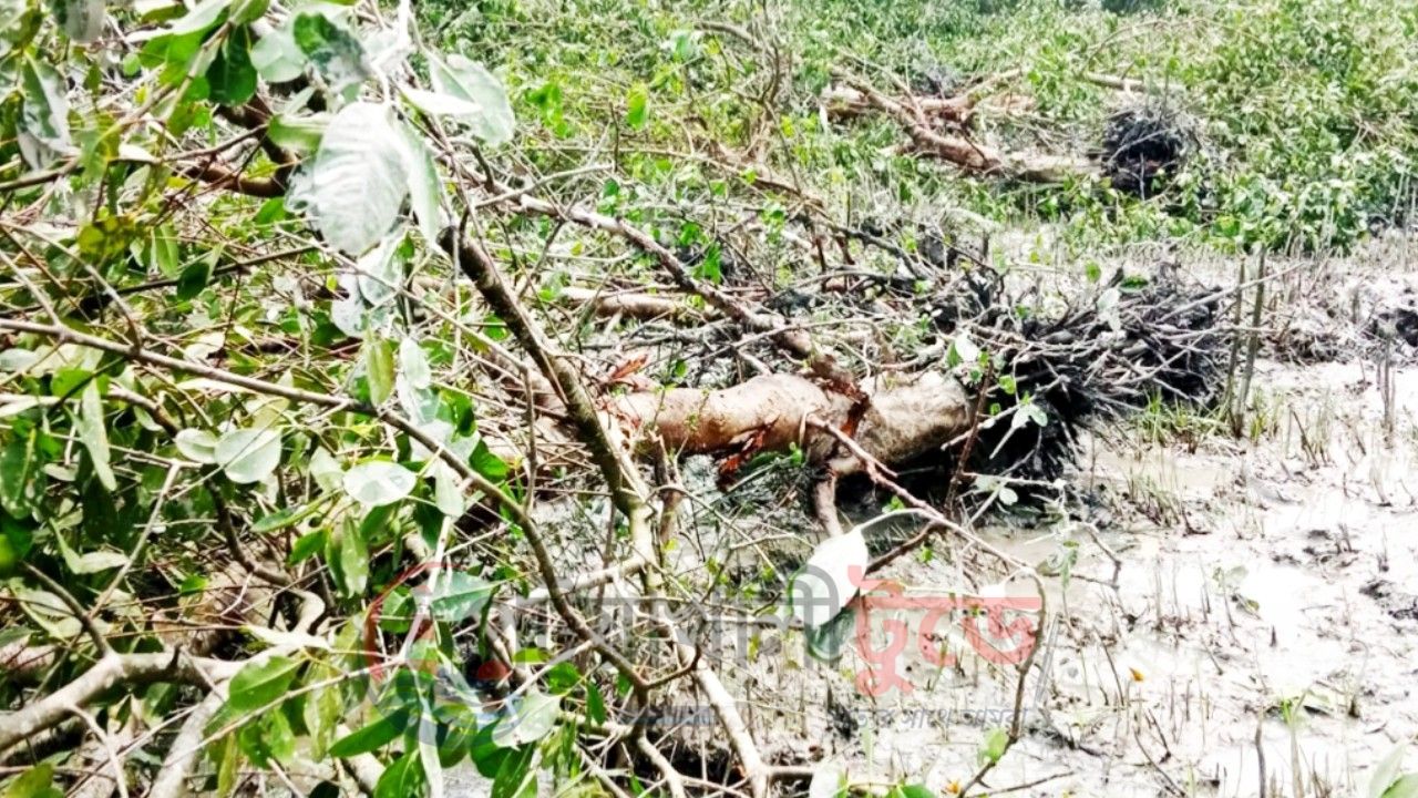 ম্যানগ্রোভ বাগানের চার শতাধিক গাছ ধ্বংসের অভিযোগ, চারজনের বিরুদ্ধে জিডি পটুয়াখালীর গলাচিপায় সরকারি বনভূমিতে মাটি কাটার অভিযোগ