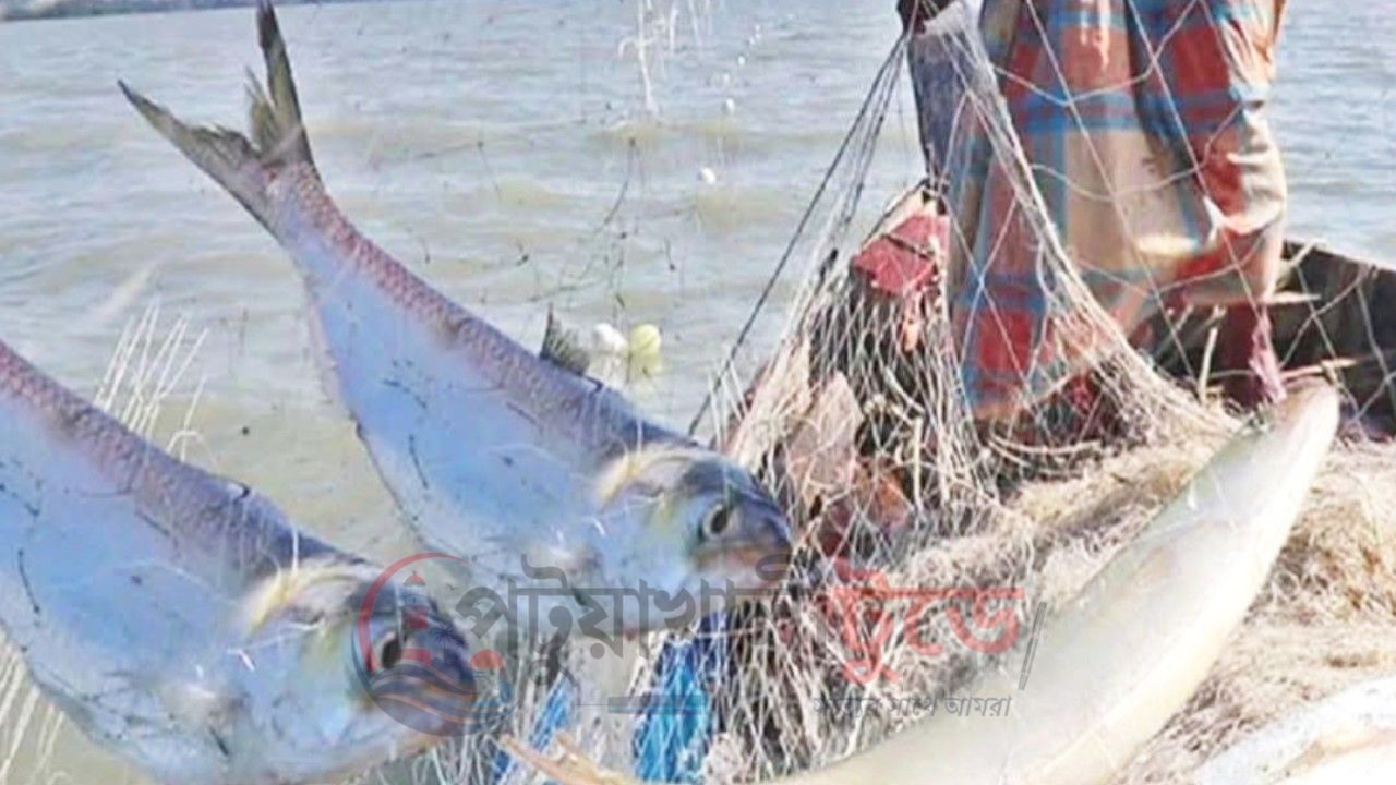 দক্ষিণাঞ্চলে মা ইলিশ রক্ষায় ২২ দিনের নিষেধাজ্ঞা, নদীতে কড়া নজরদারি