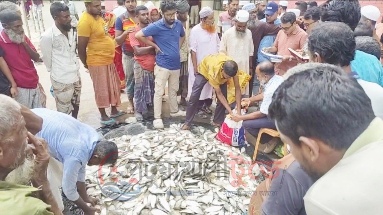 নিষেধাজ্ঞার পরদিনই গলাচিপায় চন্দনা মাছ জব্দ, মাদ্রাসায় বিতরণ