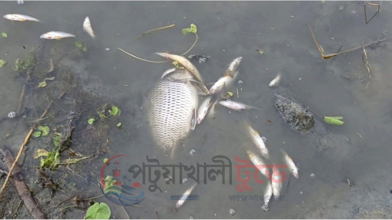কলাপাড়ায় ঘেরে বিষ প্রয়োগে ৫ লাখ টাকার মাছ নিধনের অভিযোগ, লুটের দাবি আরও ২ লাখ