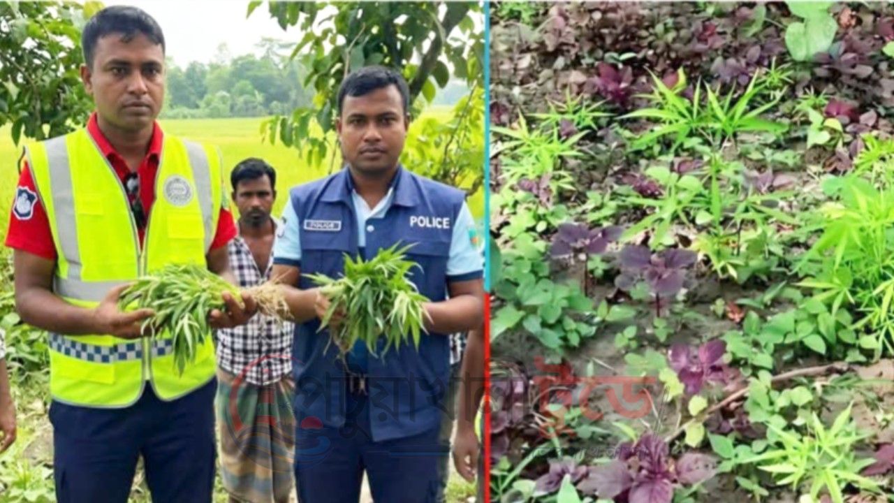রাঙ্গাবালীতে লাল শাকের খেতে গাঁজা গাছ, আটক দুই চাষিষড়যন্ত্রের শিকার দাবি আটক ব্যক্তিদের, জমি নিয়ে বিরোধের গুঞ্জন—ঘটনা ঘিরে এলাকায় চাঞ্চল্য